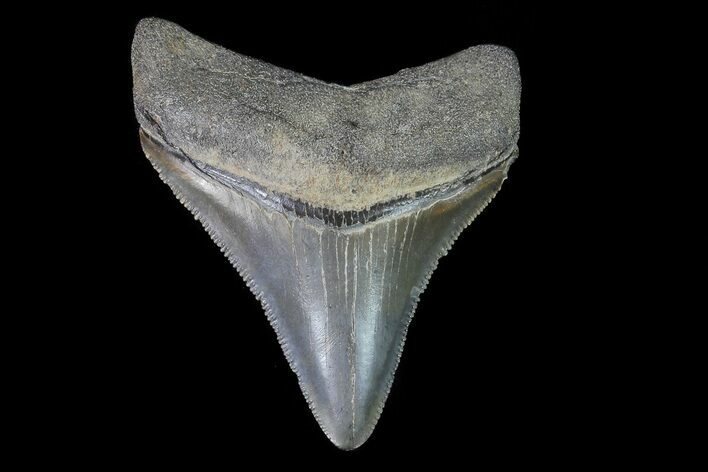 Serrated, Juvenile Megalodon Tooth #74277